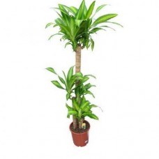 Драцена fragrans 2рр 70/17